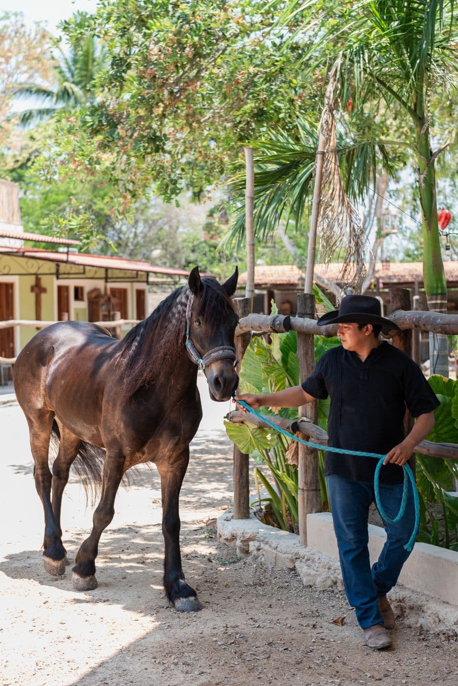Caballos para haciendas — 4