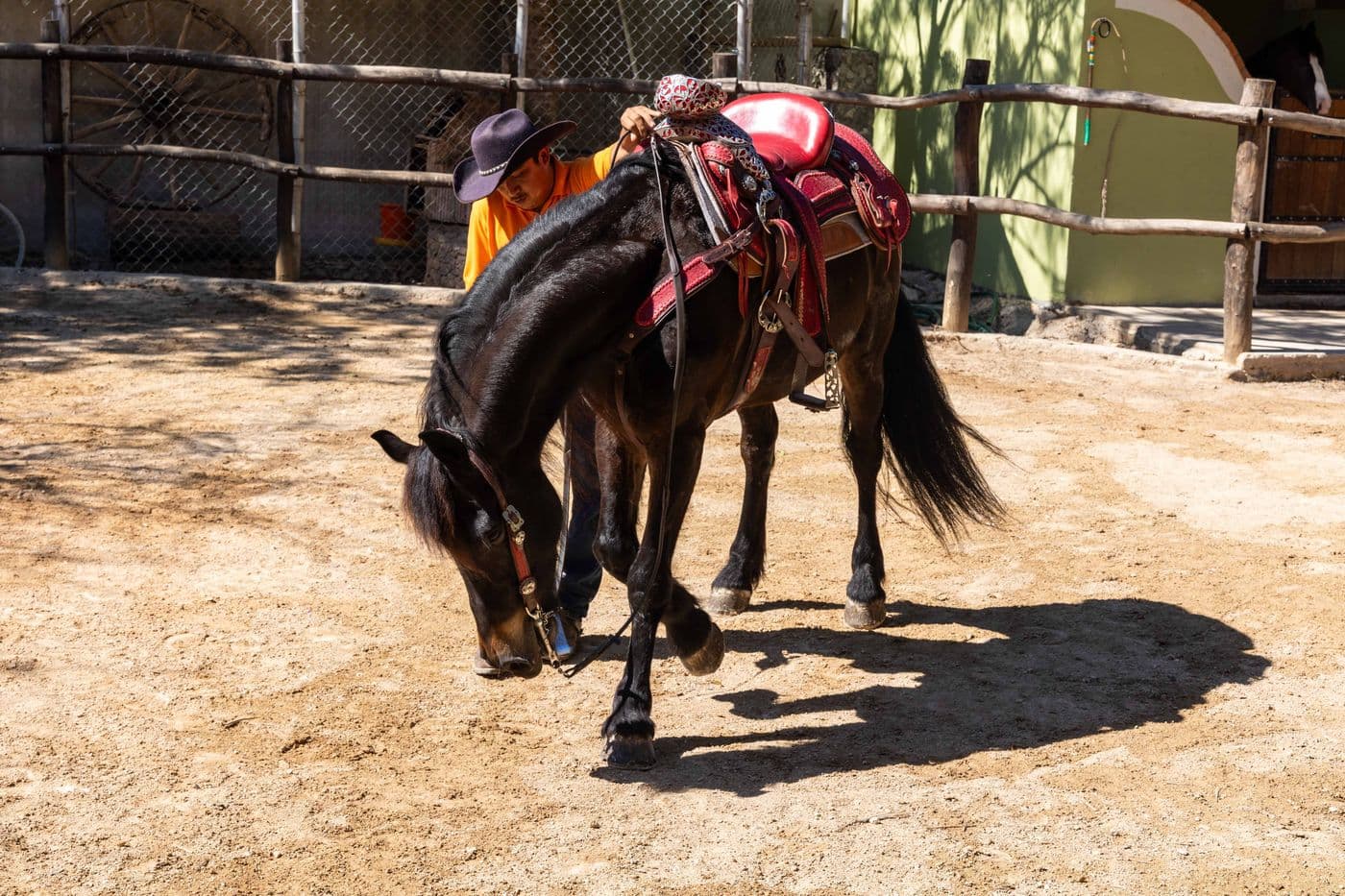 Caballos para haciendas