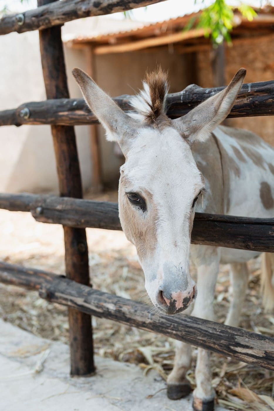 Integrante de la familia de Rancho Contento (4)